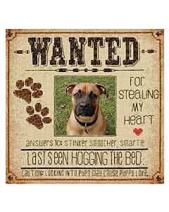 DIMENSIONS nieuwste BORDUURPAKKET hond gezocht met telpatroon