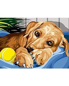 Hond moe na bal speel