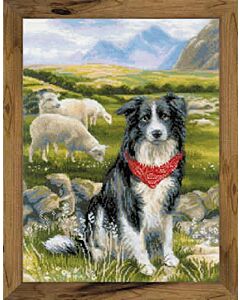 Riolis borduurpakket Border Collie 1767 met telpatroon