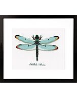 Borduurpakket Libel aida om te borduren pn-0165453