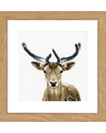 Borduurpakket Edelhert in kruissteek van Vervaco pn-0166708