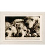 labradors van Vervaco pn-0154541