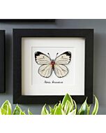 Vervaco borduurpakket Witte vlinder borduren van La maison Victor pn-0165233