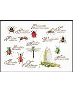 Borduurpakket Insekten van Thea Gouverneur 3029 linnen
