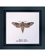 Thea Gouverneur Sphinx mots 564a borduren