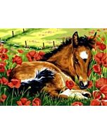 Voorbedrukt canvas het veulen om te borduren van Margot 1531361