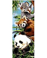 panda 62.253