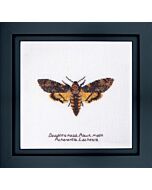 Thea Gouverneur Death's-head Haak moth 563a borduren