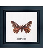 Thea Gouverneur Empereur Moth 562a borduren 