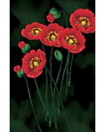 Voorbedrukt borduurpakket Red Poppies on black op aida Needleart World 650.011