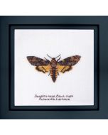 Thea Gouverneur Death's-head Haak moth 563a borduren